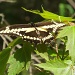 Giant Swallowtail by houser934