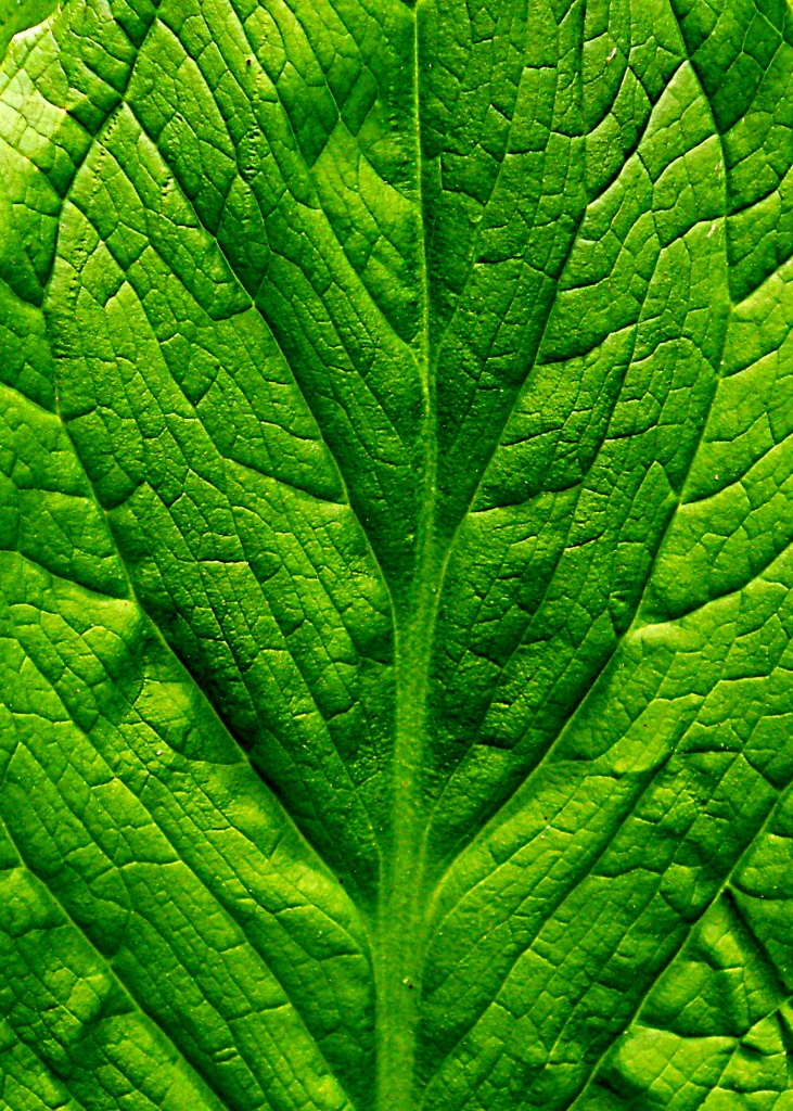 Leaf Pattern (green abstract) by yentlski