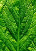13th May 2012 - Leaf Pattern (green abstract)