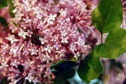 13th May 2012 - Lilac