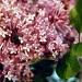 Lilac by dakotakid35