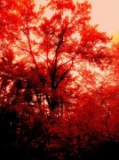 10th May 2012 - Burning Ember (bright orange forest abstract)