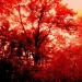 Burning Ember (bright orange forest abstract) by yentlski