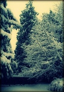 12th Jan 2012 - winter