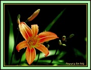 13th May 2012 - Orange Day Lily