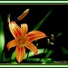 Orange Day Lily by vernabeth