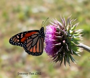 13th May 2012 - Monarch on Thistle