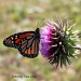 Monarch on Thistle by grannysue
