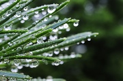 13th May 2012 - Water Drops on Pine