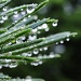 Water Drops on Pine by lstasel