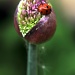 Allium Head with Ladybird by seanoneill