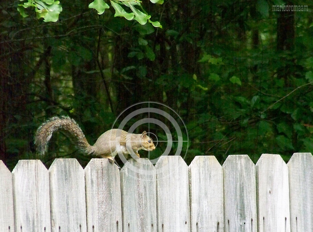 Varmint alert!!! Man your battle stations!!! by marlboromaam