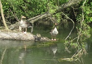 14th May 2012 - camouflaged goslings