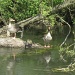 camouflaged goslings by quietpurplehaze