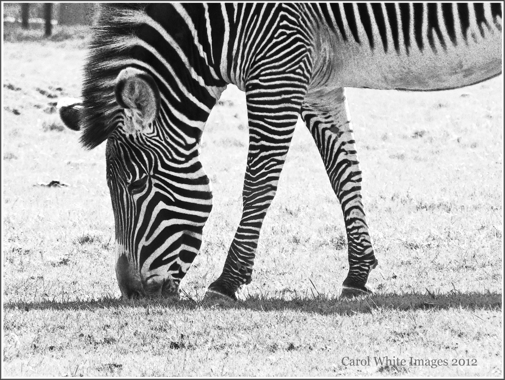 Zebra by carolmw