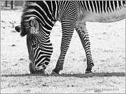 14th May 2012 - Zebra