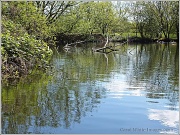 14th May 2012 - Reflections-Storton's Pit
