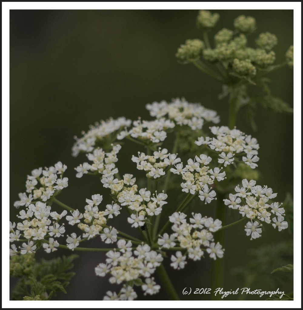 Queen Anne's Lace by flygirl