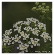 10th May 2012 - Queen Anne's Lace