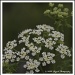 Queen Anne's Lace by flygirl