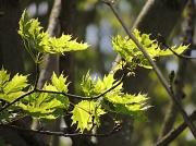 14th May 2012 - Sunlight on some new leaves