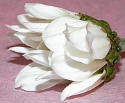 14th May 2012 - Chrysanthemum Bud