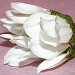 Chrysanthemum Bud by salza