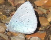 14th May 2012 - Blue butterfly