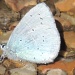Blue butterfly by rosiekind
