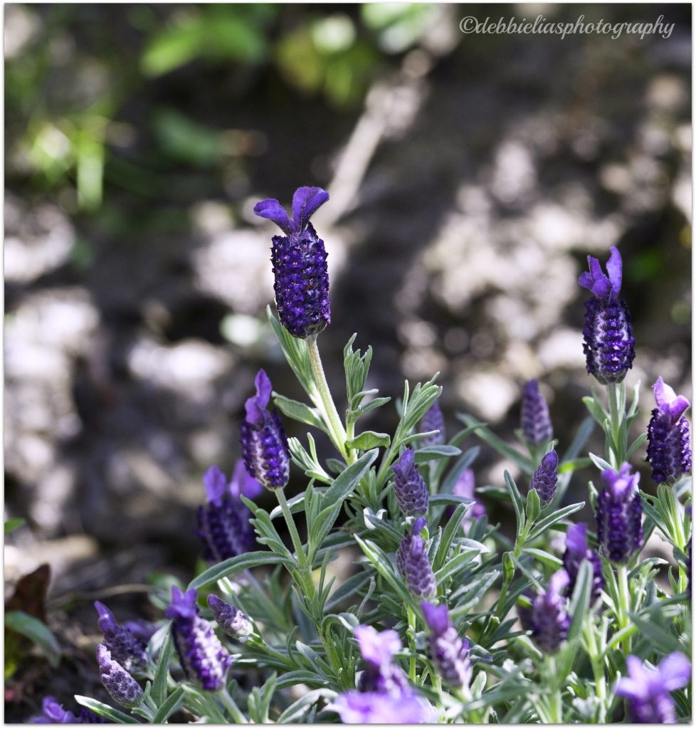 12.5.12 lavender by stoat