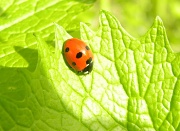 9th May 2012 - Ladybird