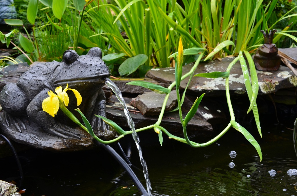 Wild by the pond by lesip