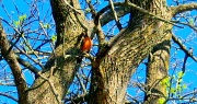 14th May 2012 - Singing robin