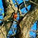 Singing robin by bruni