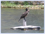 14th May 2012 - Cormorant?