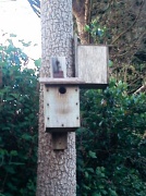 14th May 2012 -  Unknown residents nesting in here  