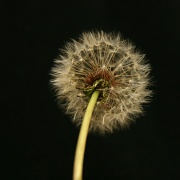 14th May 2012 - Perfect Puffball