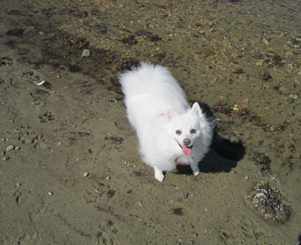Dog on Beach by pamelaf