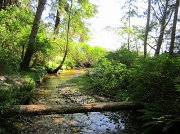 13th May 2012 - Gently Down The Stream
