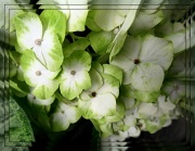 14th May 2012 - green hydrangea