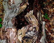 14th May 2012 - Camouflage (tree bark abstract)