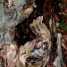 Camouflage (tree bark abstract) by yentlski
