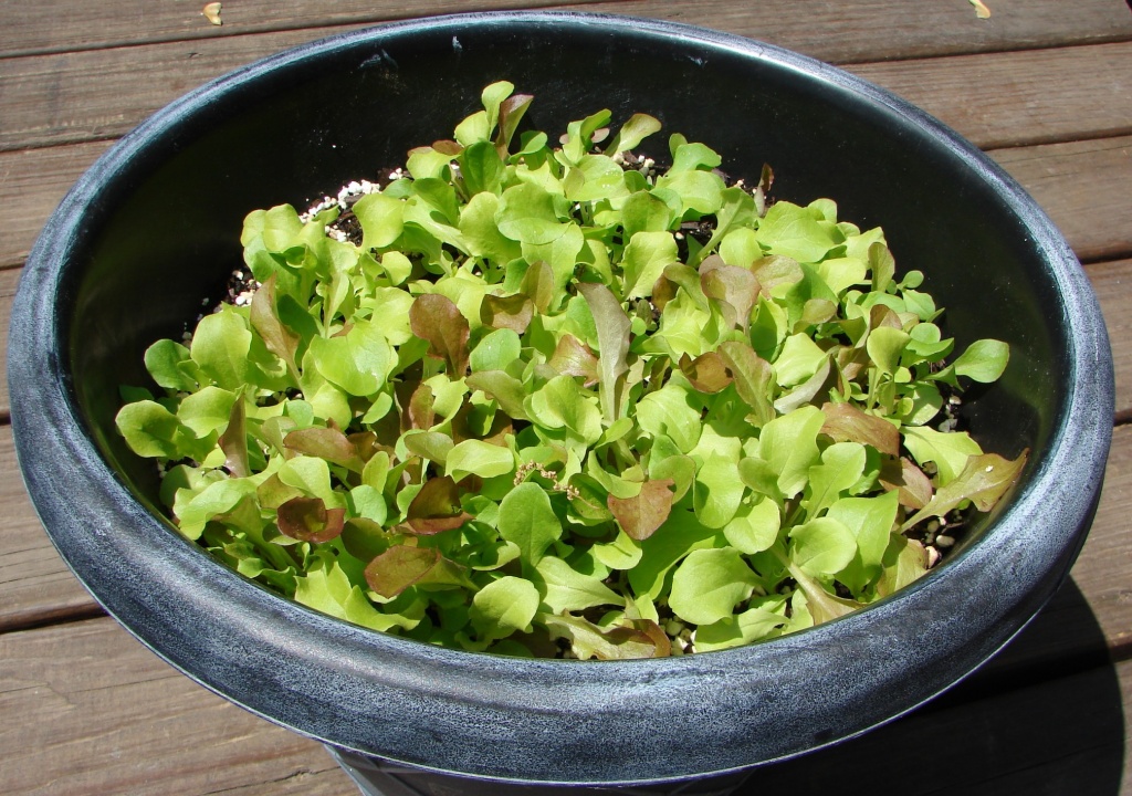 Planter Salad by brillomick