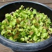 Planter Salad by brillomick