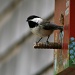 Our Other Chickadee Family by lauriehiggins