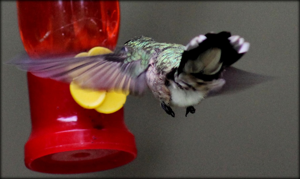Butt, it's still a hummingbird! by cjwhite
