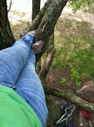4th May 2012 - Up A Tree