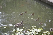 6th May 2012 - Duckpond