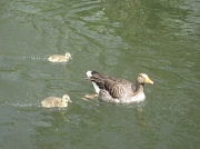 15th May 2012 - on the River Itchen