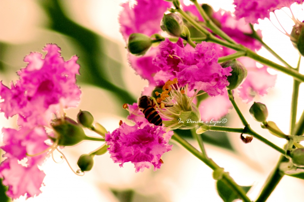 Hope, Bee and Flowers by iamdencio